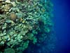 Perfekt koralvæg ved Lighthouse Reef i Dahab