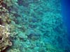 Flot koralvæg ved Lighthouse Reef i Dahab