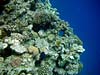 Koraller ved Lighthouse Reef i Dahab