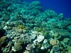 Flotte koraller ved Lighthouse Reef i Dahab