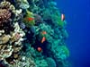 Fantastisk koralvæg ved Lighthouse Reef i Dahab