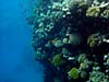 Smuk koralvæg ved Lighthouse Reef i Dahab