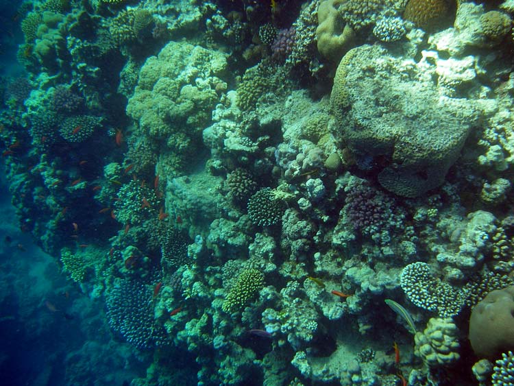 Koralvæg ved Lighthouse Reef