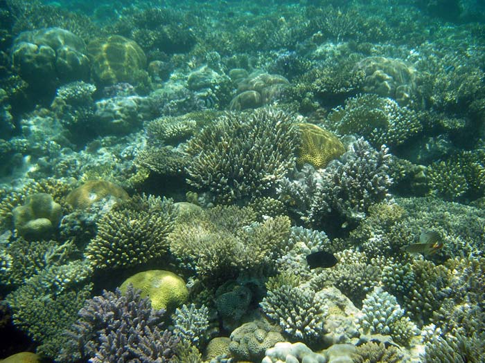 Koraller i Masbat Bay i Dahab
