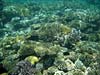 Koraller i Masbat Bay i Dahab