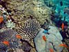 Koraller i Dahab-bugten