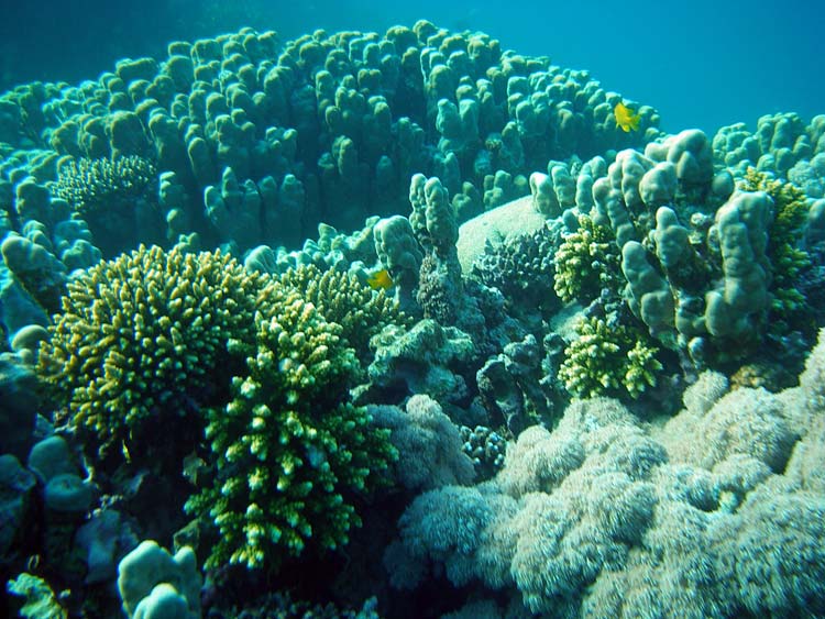 Koraller ved The Islands i Dahab