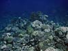 Koraller ved Mashraba reef