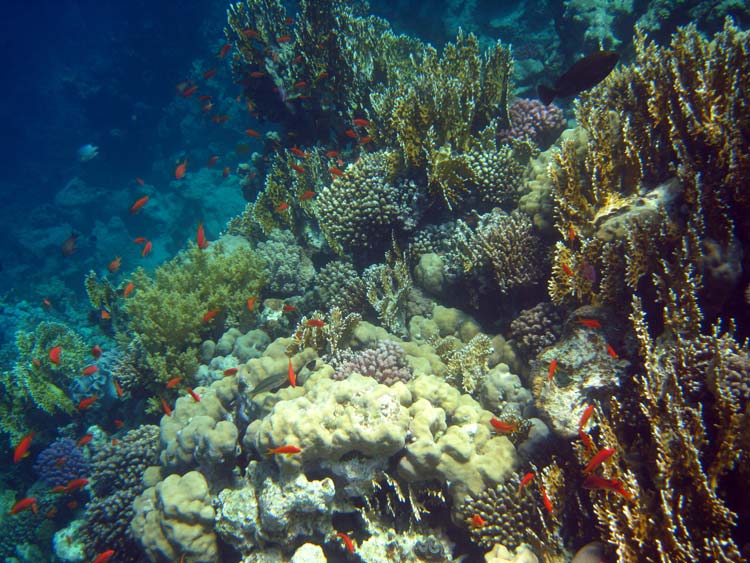 Koraller ved Mashraba reef i Dahab