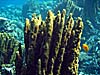 Sjove koraller ved Abu Helal i Dahab