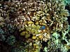 Muslinger blandt koraller ved Abu Helal