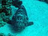 Brownmarbled grouper ved Abu Helal