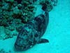 Stor brownmarbled grouper ved Abu Helal
