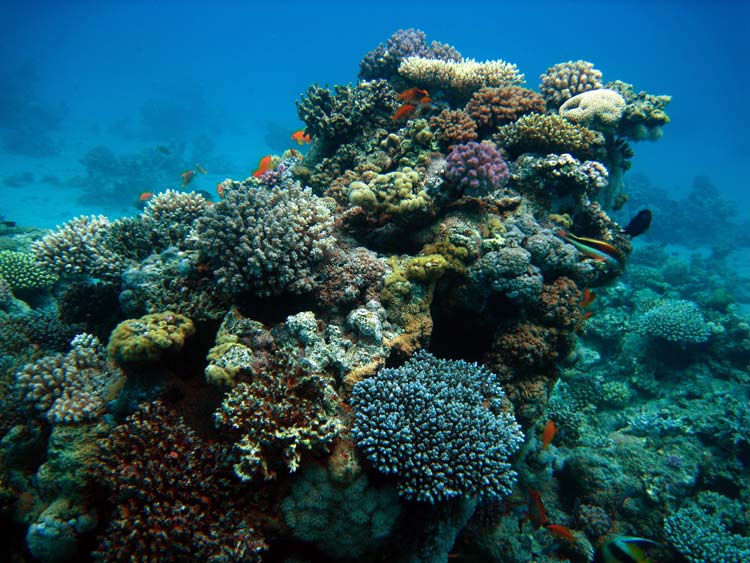 Smukke koraller ved Abu Galum