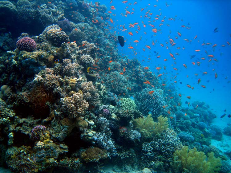 Perfekt koralrev ved Ras Abu Galum