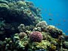 Sundt koralrev ved Ras Abu Galum