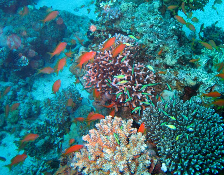 Koraller ved Umm Sid i Dahab