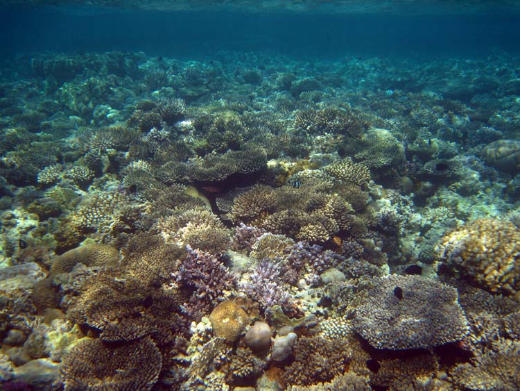 Koraller i Masbat Bay