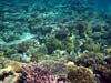 Koralrev i Masbat Bay