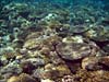 Koralrev i Dahab-bugten