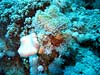 Svampe og koraller ved Blue Hole