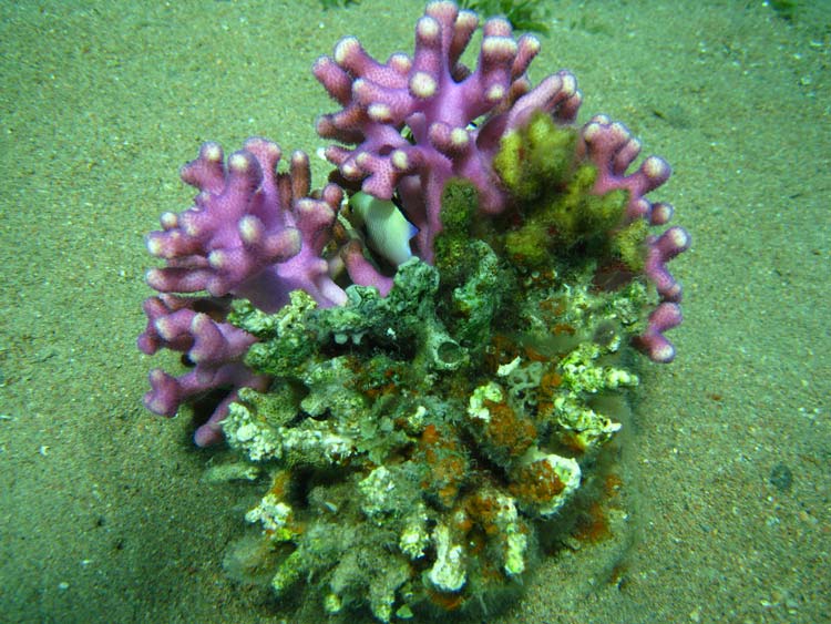 Fisk gemmer sig i koral ved Golden Blocks