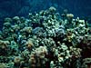 Flotte koraller ved The Islands