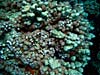Closeup af koraller ved The Islands