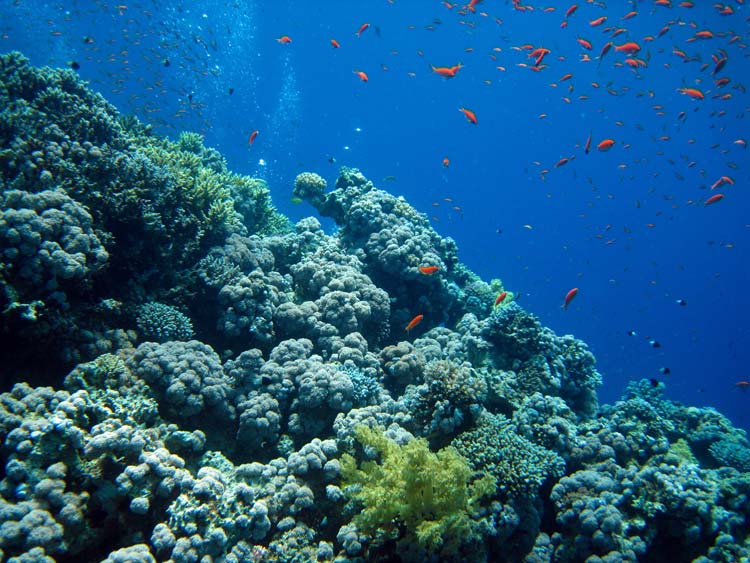 Smukke koraller ved Blue Hole