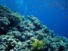 Smukke koraller ved Blue Hole
