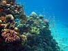 Fantastiske koraller ved A'Maied 