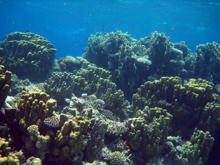 Koralrev ved Ras Abu Galum