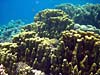 Koraller ved Ras Abu Galum