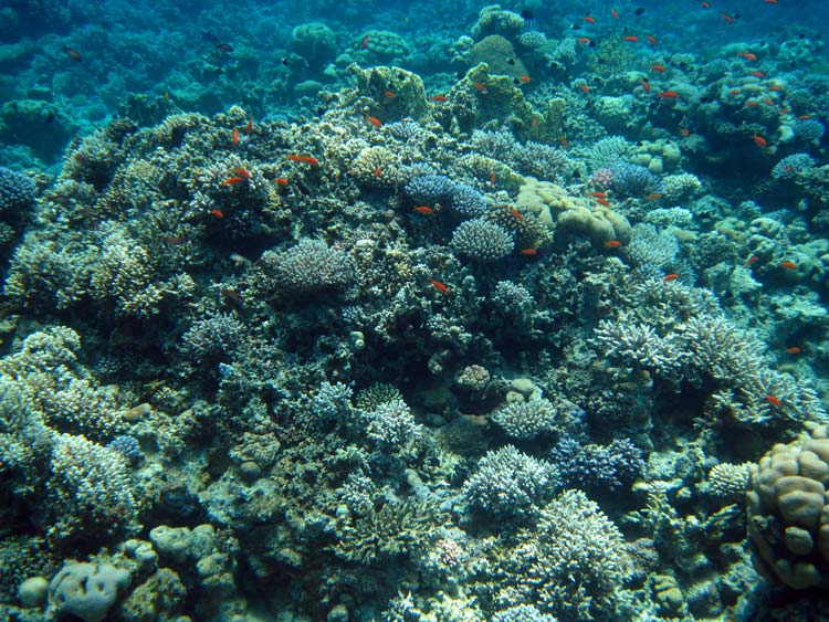 Koralrev ved Ras Abu Galum