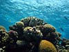 Smukt koralrev ved Ras Abu Galum
