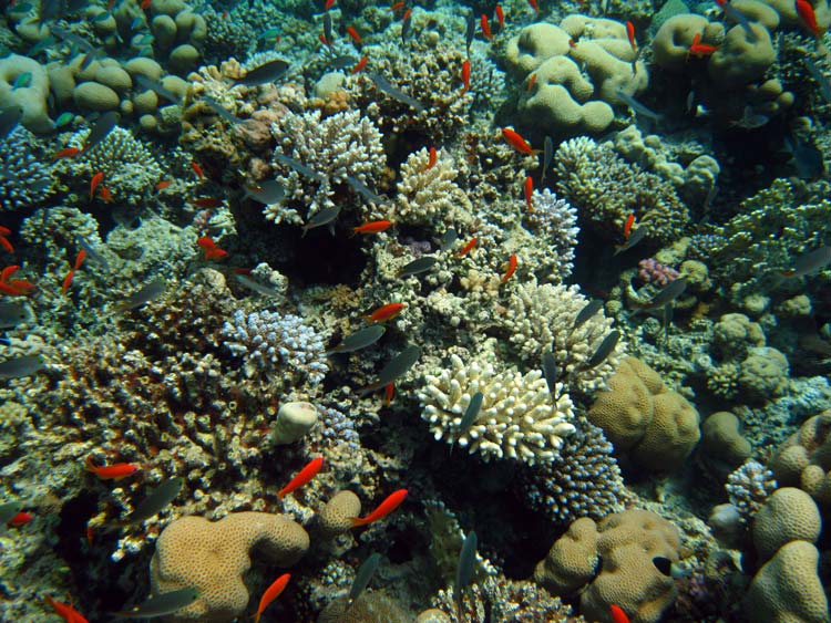 Koraller og fisk ved Ras Abu Galum