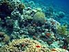 Smukt koralrev ved Ras Abu Galum