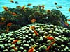 Koraller og fanebarser ved Eel Garden