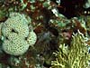 Dragefisk blandt koraller ved Eel Garden