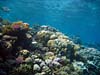 Flotte koraller ved Eel Garden