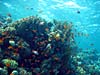 Koralrev ved Eel Garden i Dahab