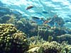 Fisk og koraller ved Eel Garden