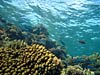 Smukt koralrev ved Eel Garden