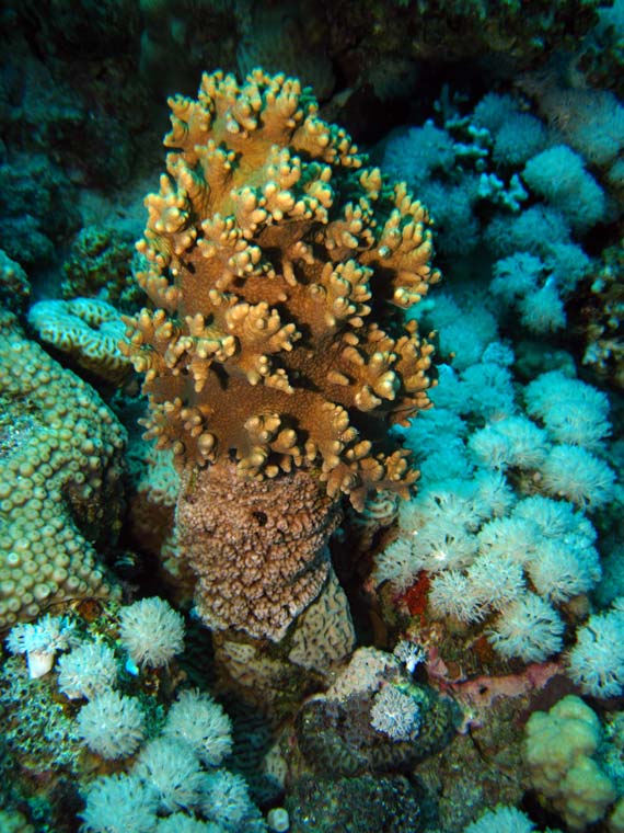 Flotte koraller ved Abu Helal