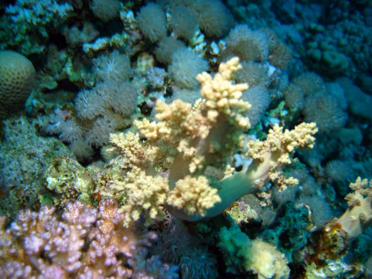 Koraller i Dahab