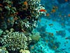 Fisk og koraller i Dahab