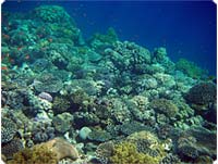 Koralrev ved Lighthouse Reef i Dahab