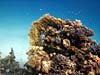 Koraller ved Abu Ghusum