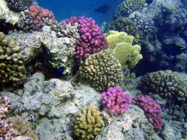 Koraller ved Nakari village