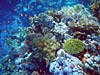Smukt koralrev ved Sharm el Sheikh